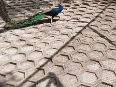 -北京鹿世界主题园