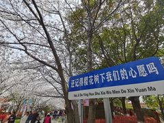 -高东镇樱花园