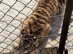 -横道河子东北虎林园