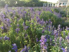 -广州花之恋城堡酒店