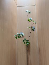 -深圳阳光医疗美容