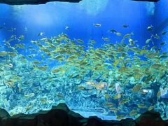-芜湖新华联大白鲸海洋公园