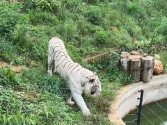 -云南野生动物园