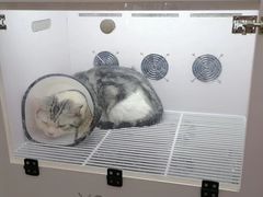 -狗不理喵子(百富路店)