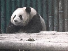 -杭州动物园