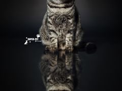 -超宠爱宠物摄影-Super pet
