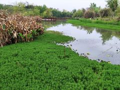 -白鹭湾湿地公园