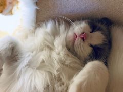 -藏猫猫咖啡主题馆(中央大道店)