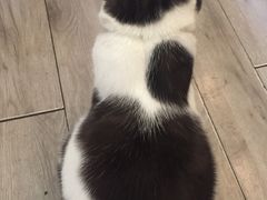 二可-海边的猫和咖啡馆