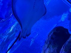 -上海海洋水族馆