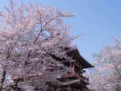 -西安青龙寺遗址景区