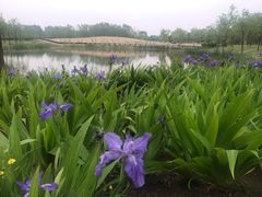 -东郊湿地公园