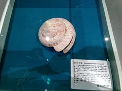 -青岛贝壳博物馆