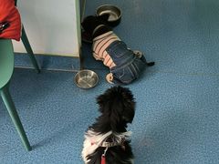 -爱牧宠物医院·猫专科·骨科·内窥镜(甪直店)