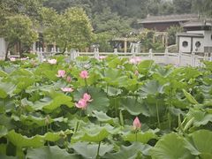 -莲湖公园