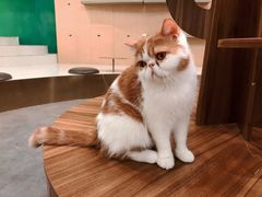 -飞行喵MR PILOT|猫舍·猫咖(静安大融城店)