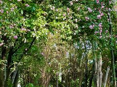-鹅湖玫瑰文化园