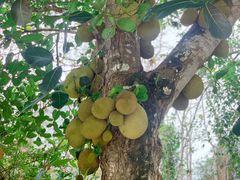 -中国科学院西双版纳热带植物园