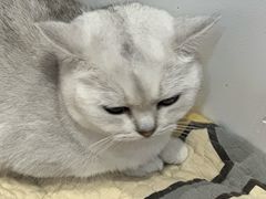 -是阿柴呀！柴犬咖啡·爱喵喵猫咖