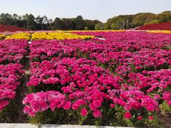 -上海鲜花港
