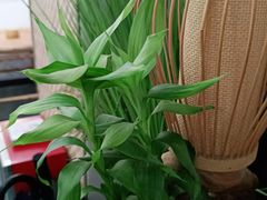 -耳艺采耳·足疗·按摩SPA(东圃店)