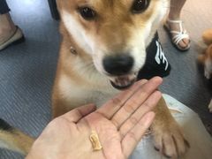 -柴源莊·柴小宠柴犬咖啡