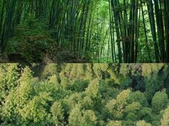 -蜀南竹海景区