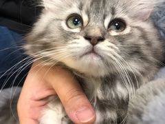 -艾吉宠物医院·疑难杂症转诊中心·猫友好(碧江路院)