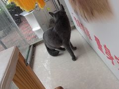 -瑞派福兴宠物医院犬猫全科·骨科·中西医结合(河东店)