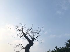 -东莞植物园