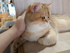 -藏猫猫咖啡主题馆(中央大道店)