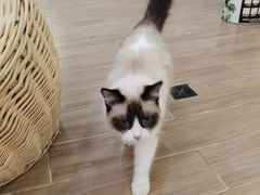 -李小姐の猫咖啡馆(五角场店)
