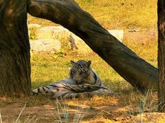 -北京野生动物园