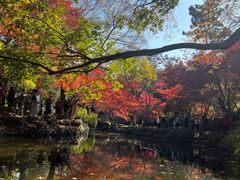 -秋霞圃