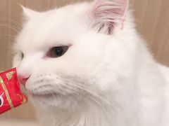 -飞行喵MR PILOT|猫舍·猫咖(静安大融城店)
