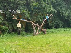 -广州长隆飞鸟乐园