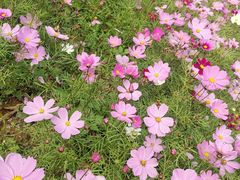 -天适樱花悠乐园