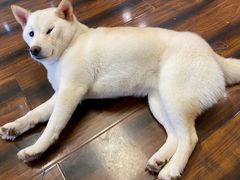 -豆柴町-柴犬主题狗咖(红鼎国际C座店)