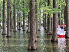 -渌洋湖湿地公园