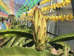 -海堤葡萄园中小学生研学基地