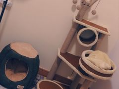 -Bastet sally猫舍购宠(静安店)