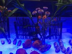 -绮梦西湖·云端餐厅(歌德店)