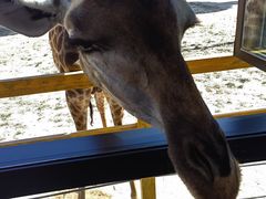 -西霞口神雕山野生动物世界