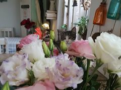 -海边的猫和咖啡馆