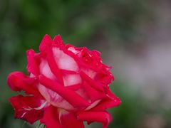 -上海吴淞炮台湾国家湿地公园