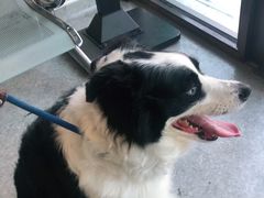 -安安宠医·安宠宠物医院