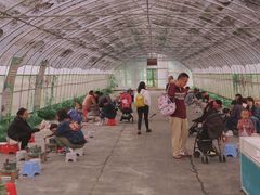 -前小桔亲子创意农场·草莓采摘·露营烧烤