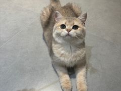 -琪喵猫屋·撸猫猫咖·猫舍