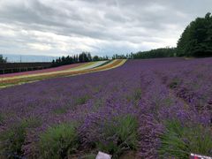 -富田农场