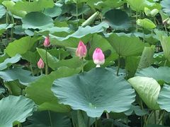 -北京红螺园饭店